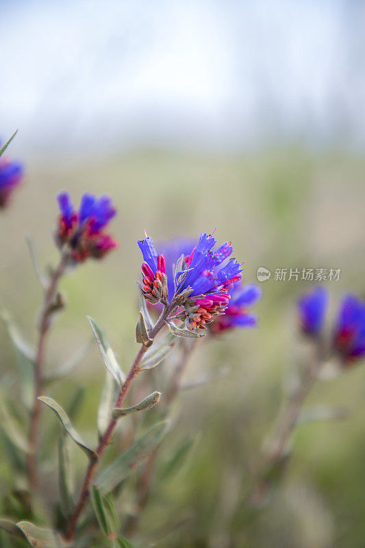 Moltkia coerulea是一种野花，生长在山区。